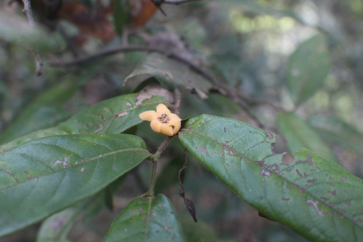 Uvaria sphenocarpa Hook.f. & Thomson